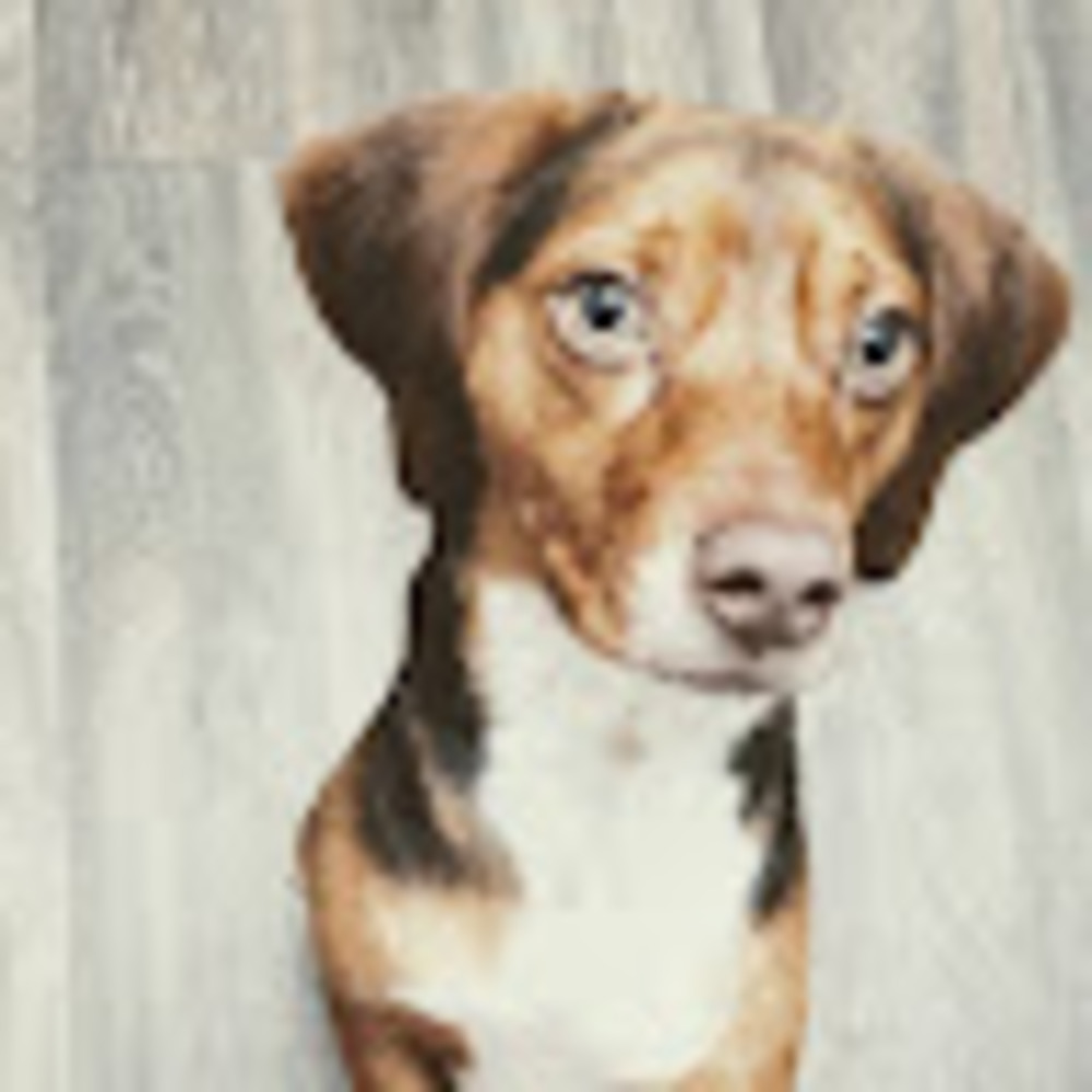 Meet your Posher, Ava
